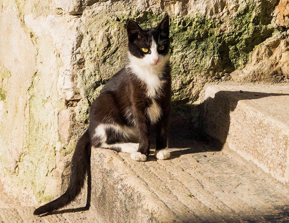 Croatia-Rovinj-Istria. Black and white kitten sitting on the steps. art print by Julie Eggers for $57.95 CAD