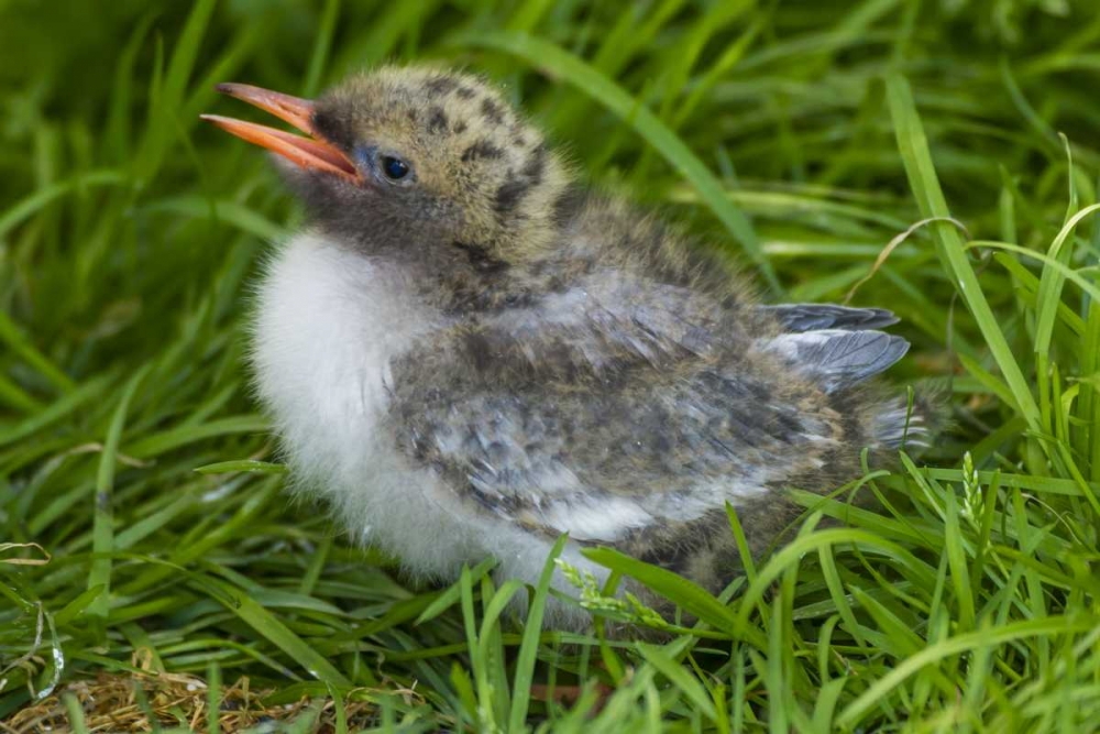 Europe, England, Farne Islands Arctic tern chick art print by Cathy and Gordon Illg for $57.95 CAD
