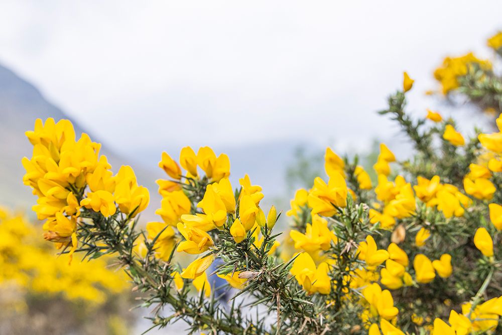 Wasdale Head, Seascale, Cumbria, England. Scotch Broom blooming in Lake District National Park. art print by Emily M. Wilson for $57.95 CAD