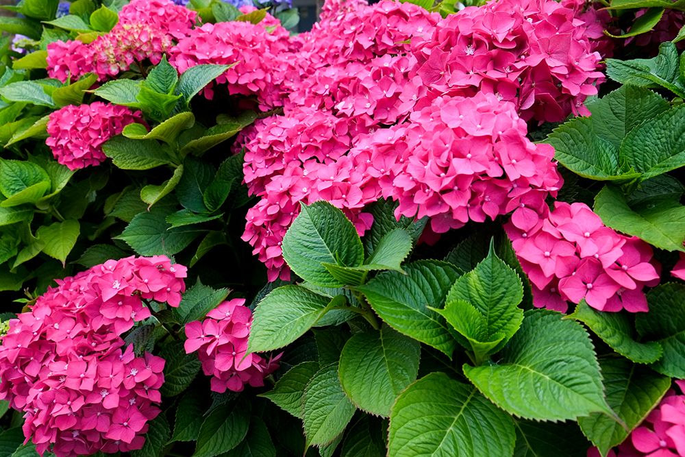 London, England, Great Britain. English garden flowers. Pink Hydrangeas art print by Julien McRoberts for $57.95 CAD