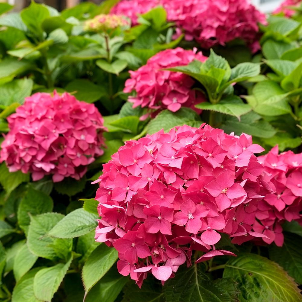 London, England, Great Britain. English garden flowers. Pink Hydrangeas art print by Julien McRoberts for $57.95 CAD