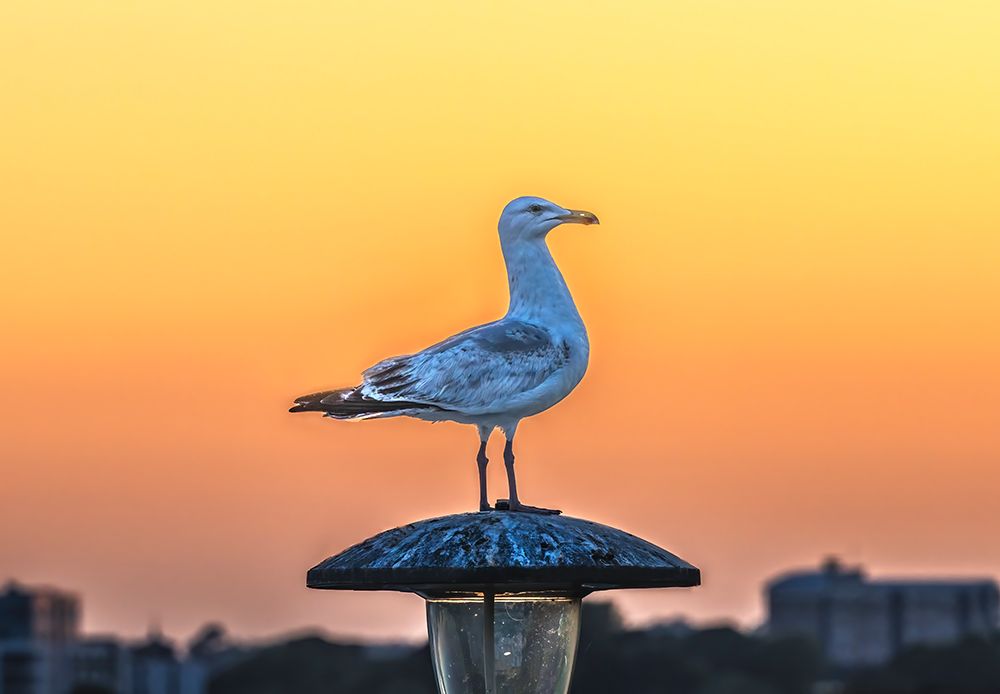 Seagull at sunset, Plymouth Hoe, Plymouth, Devon, England. art print by William Perry for $57.95 CAD