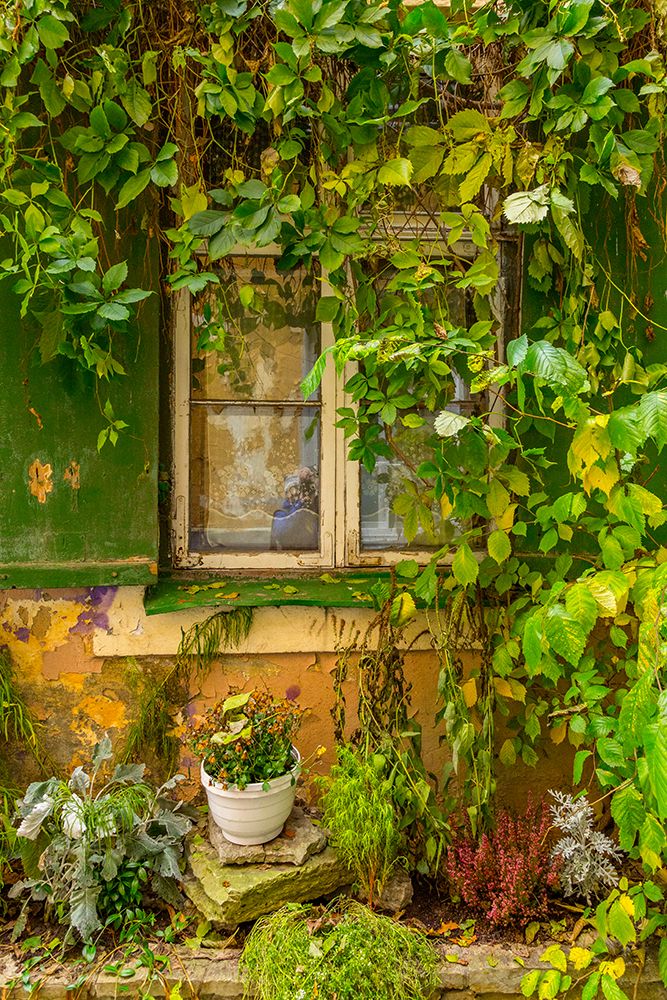 Estonia, Tallinn. Old town, city windows. Vine covered entrance to building. art print by Emily M. Wilson for $57.95 CAD
