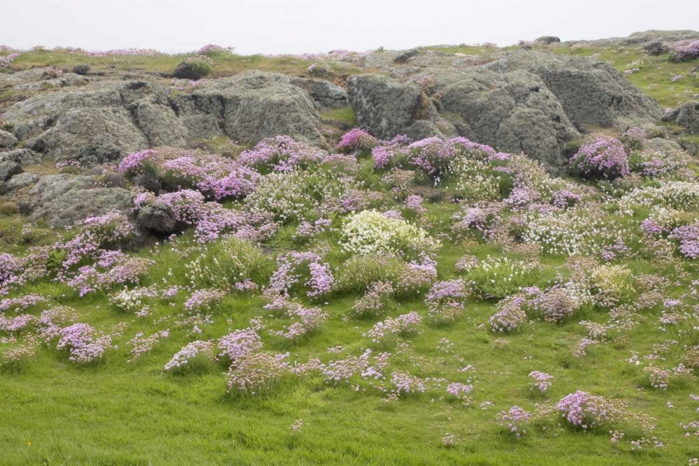 Scotland, Isle of May Flowers and boulders art print by Arthur Morris for $57.95 CAD