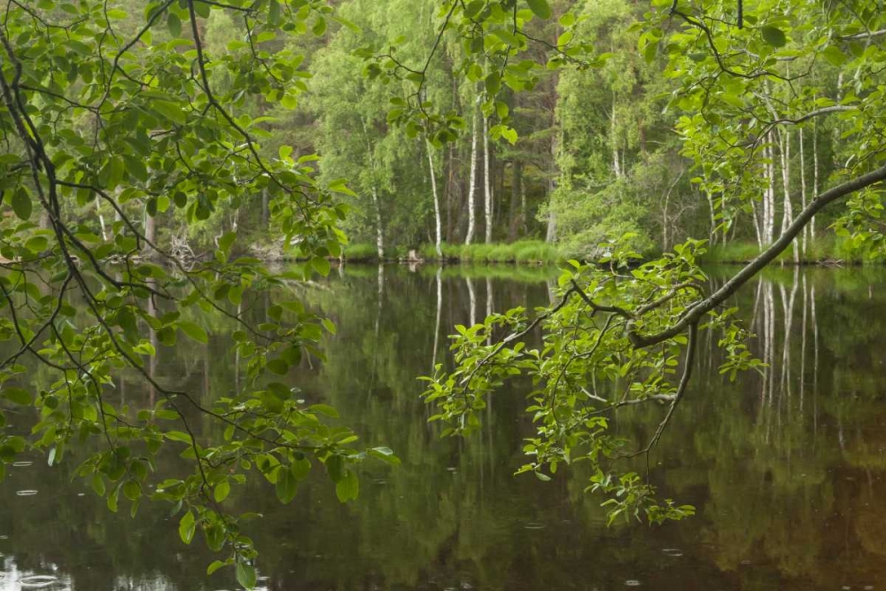 Scotland, Cairngorm NP Calm lake in forest art print by Cathy and Gordon Illg for $57.95 CAD