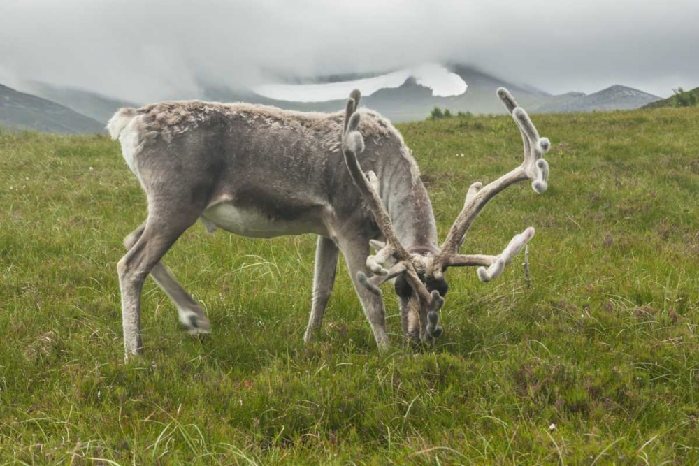 Europe, Scotland, Cairngorm NP Reindeer grazing art print by Cathy and Gordon Illg for $57.95 CAD