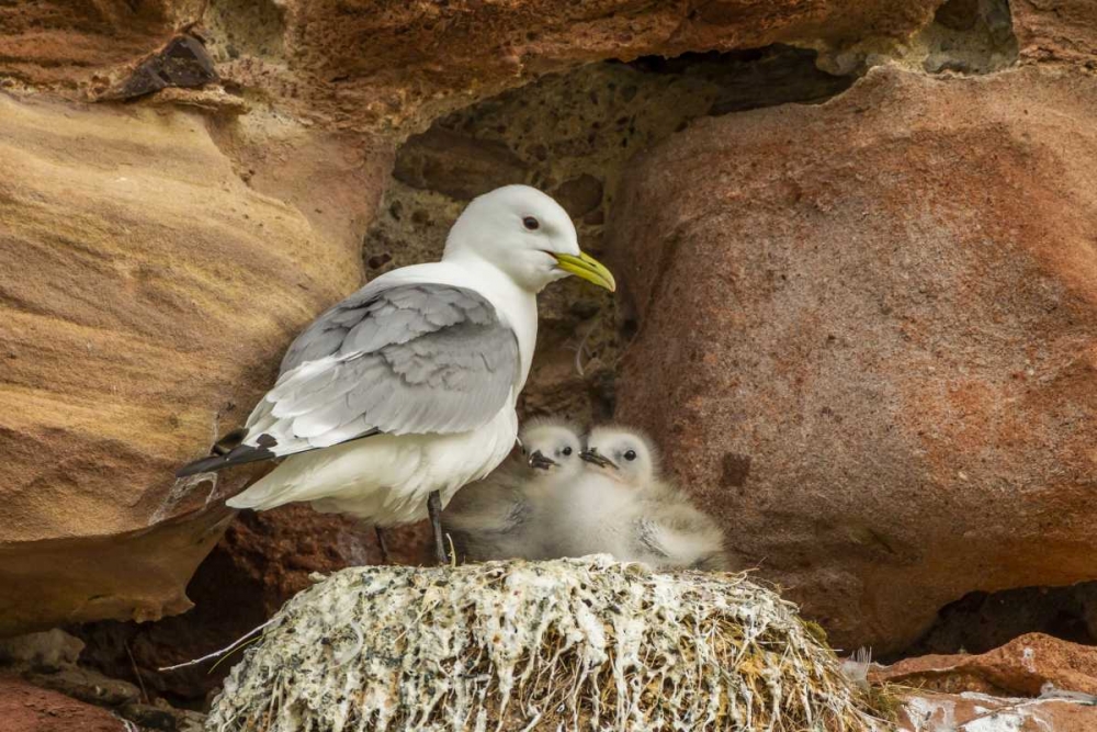 Scotland, Dunbar Kittiwake parent and chicks art print by Cathy and Gordon Illg for $57.95 CAD