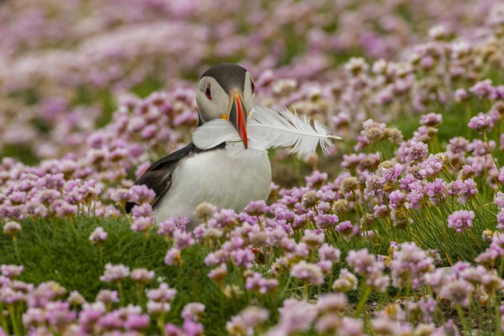 Scotland, Shetland Islands Atlantic puffin art print by Cathy and Gordon Illg for $57.95 CAD
