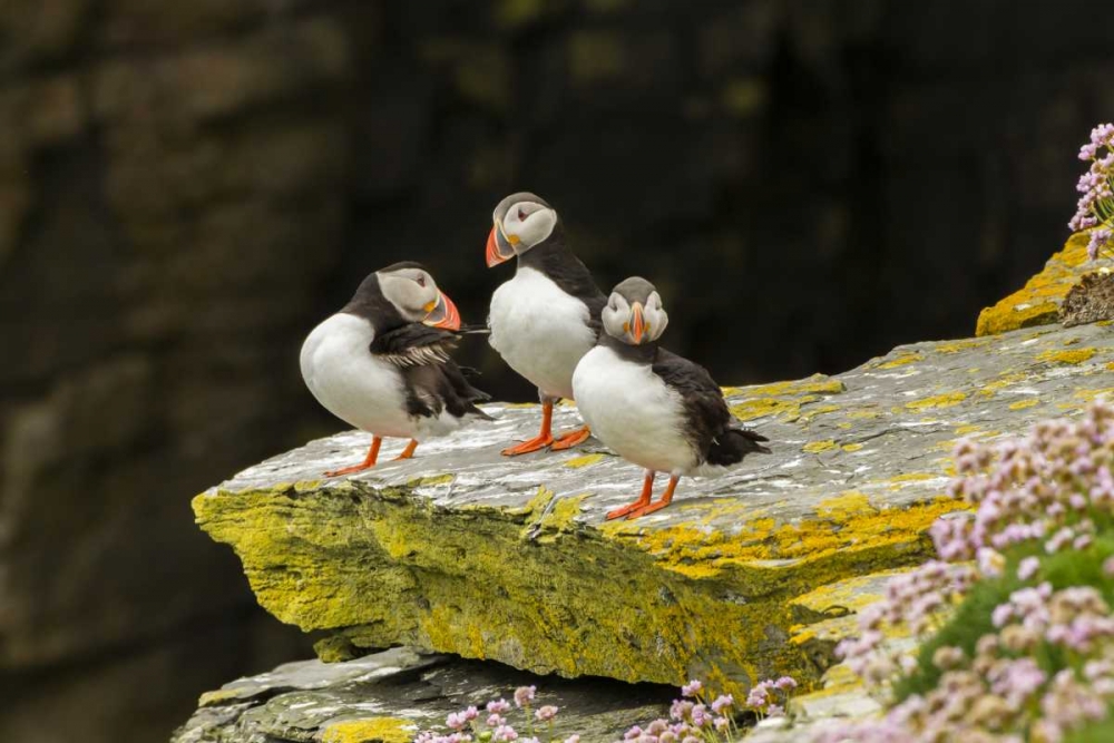 Scotland, Shetland Islands Atlantic puffins art print by Cathy and Gordon Illg for $57.95 CAD
