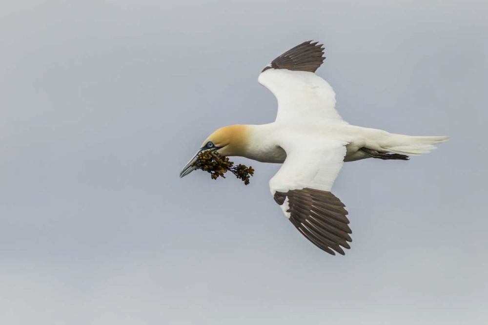 Scotland, Shetland Isl Flying gannet with twig art print by Cathy and Gordon Illg for $57.95 CAD
