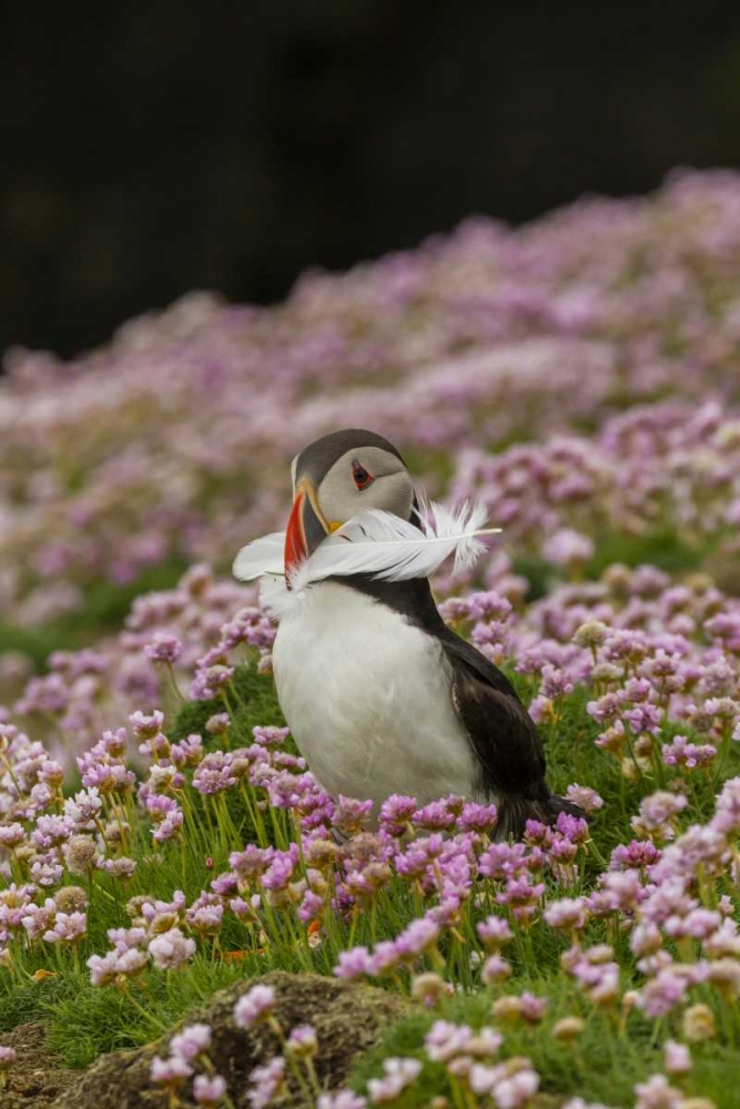 Scotland, Shetland Islands Atlantic puffin art print by Cathy and Gordon Illg for $57.95 CAD