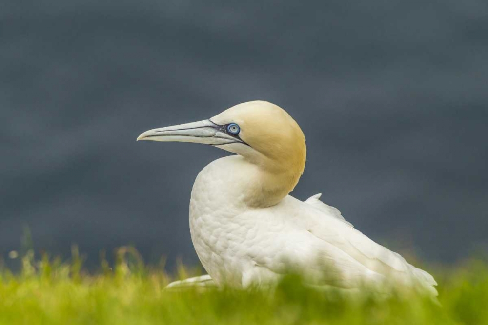 Scotland, Shetland Islands Northern gannet art print by Cathy and Gordon Illg for $57.95 CAD