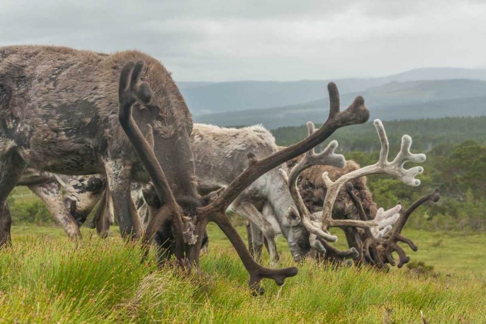 Europe, Scotland, Cairngorm NP Reindeers grazing art print by Cathy and Gordon Illg for $57.95 CAD