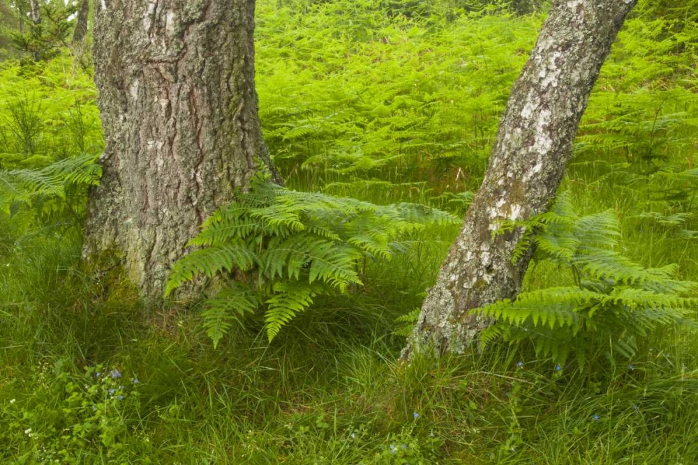 Europe, Scotland, Cairngorm NP Forest ferns art print by Cathy and Gordon Illg for $57.95 CAD