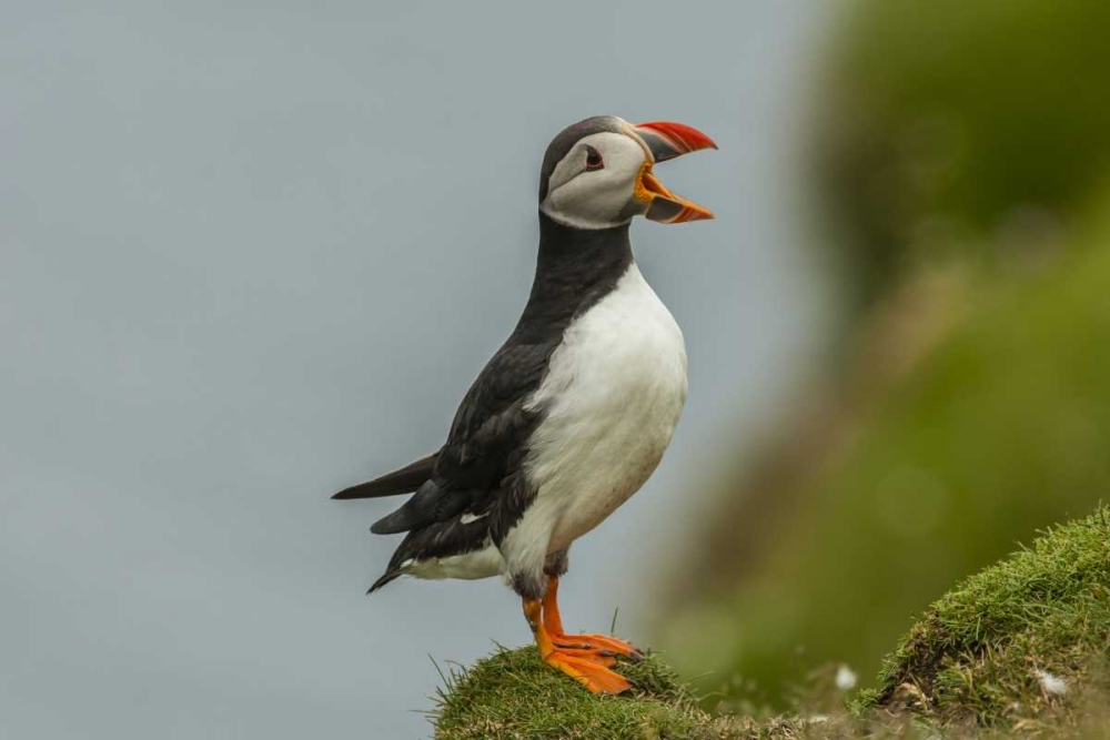 Scotland, Shetland Islands Atlantic puffin art print by Cathy and Gordon Illg for $57.95 CAD