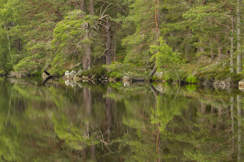 Scotland, Cairngorm NP Calm lake in forest art print by Cathy and Gordon Illg for $57.95 CAD