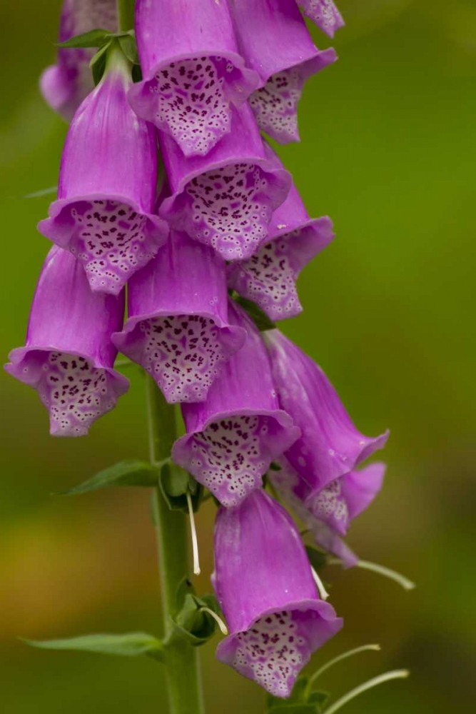 Europe, Scotland, Cairngorm NP Foxglove flowers art print by Cathy and Gordon Illg for $57.95 CAD