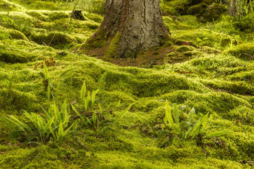 Europe, Scotland, Cairngorm NP Forest ferns art print by Cathy and Gordon Illg for $57.95 CAD