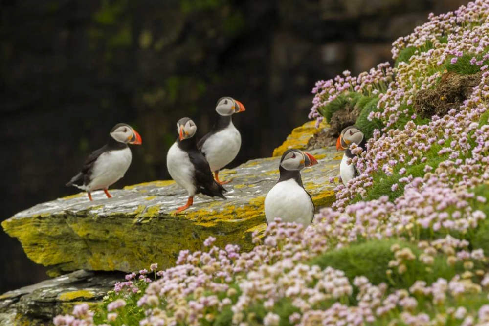 Scotland, Shetland Islands Atlantic puffins art print by Cathy and Gordon Illg for $57.95 CAD