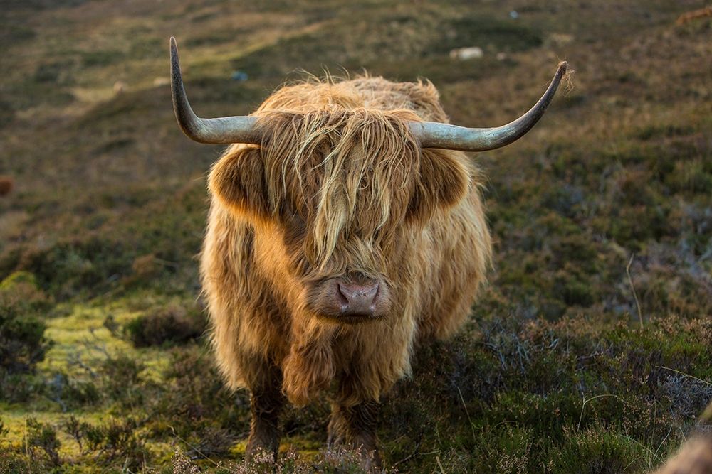 Scotland-The Isle of Skye Close-up of highland cow art print by Jaynes Gallery for $57.95 CAD
