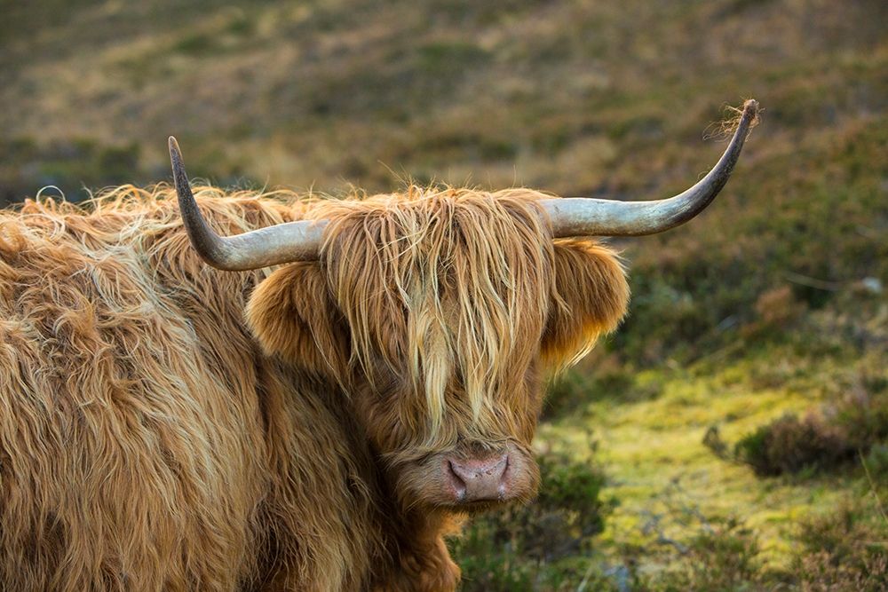 Scotland-The Isle of Skye Close-up of highland cow art print by Jaynes Gallery for $57.95 CAD