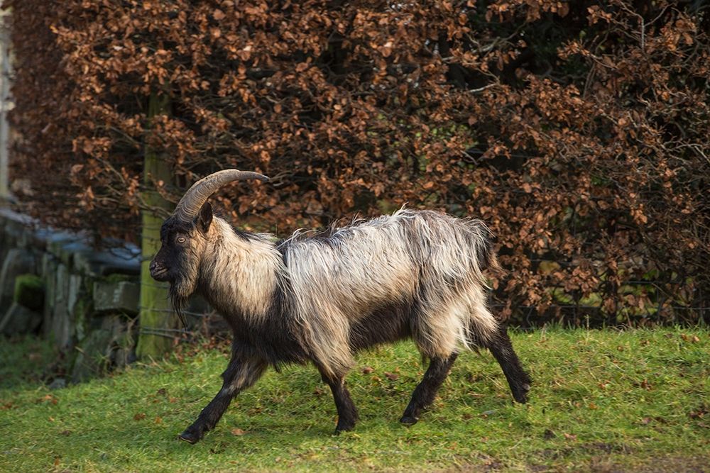 Scotland Dutch landrace goat walking art print by Jaynes Gallery for $57.95 CAD
