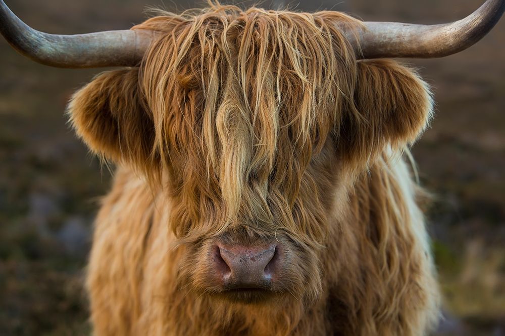 Scotland-The Isle of Skye Close-up of highland cow art print by Jaynes Gallery for $57.95 CAD