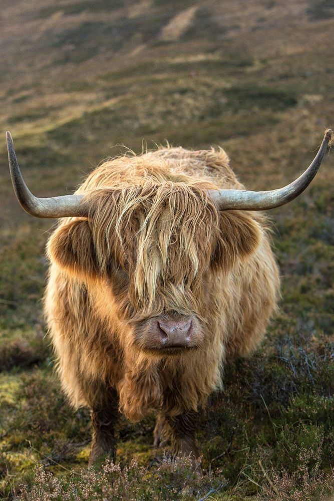 Scotland-The Isle of Skye Close-up of highland cow art print by Jaynes Gallery for $57.95 CAD