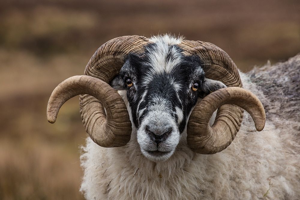 Scotland Scottish black-faced sheep head close-up art print by Jaynes Gallery for $57.95 CAD