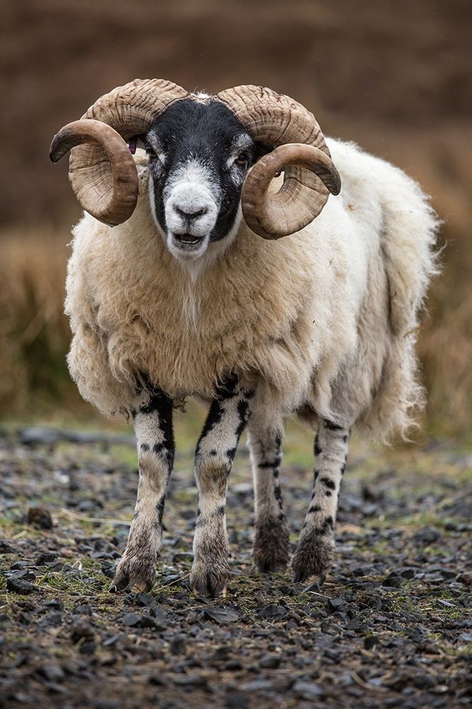Scotland Scottish black-faced sheep close-up art print by Jaynes Gallery for $57.95 CAD