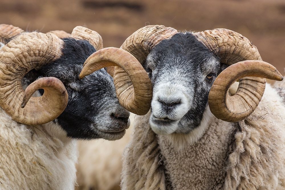 Scotland Scottish black-faced sheep close-up art print by Jaynes Gallery for $57.95 CAD