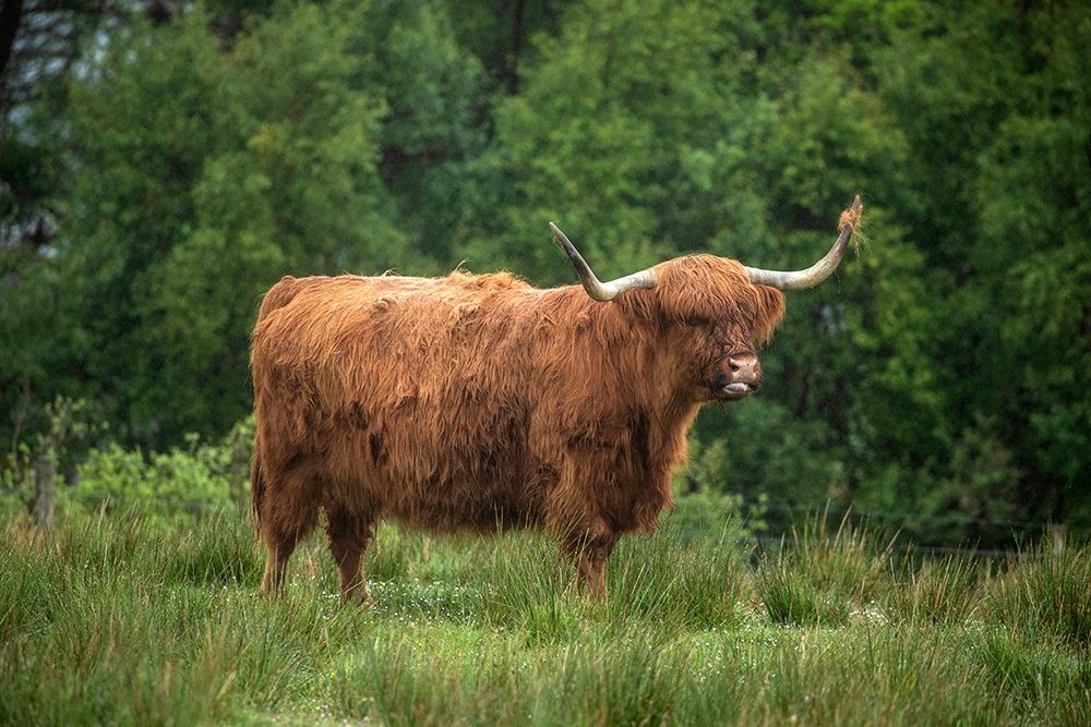 Scotland-The Isle of Skye Close-up of highland cow art print by Jaynes Gallery for $57.95 CAD