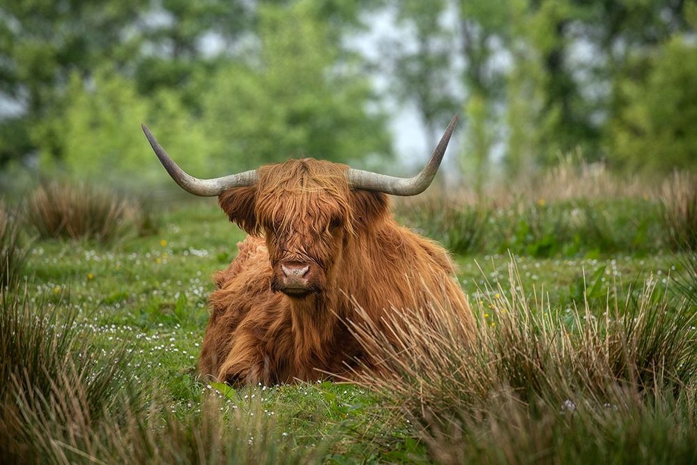 Scotland-The Isle of Skye Close-up of highland cow art print by Jaynes Gallery for $57.95 CAD