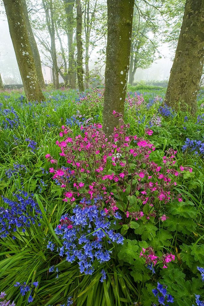 Scotland Wildflower scenic art print by Jaynes Gallery for $57.95 CAD