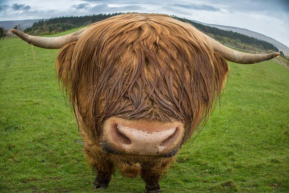 Great Britain-Scotland Close-up of highland cow art print by Jaynes Gallery for $57.95 CAD