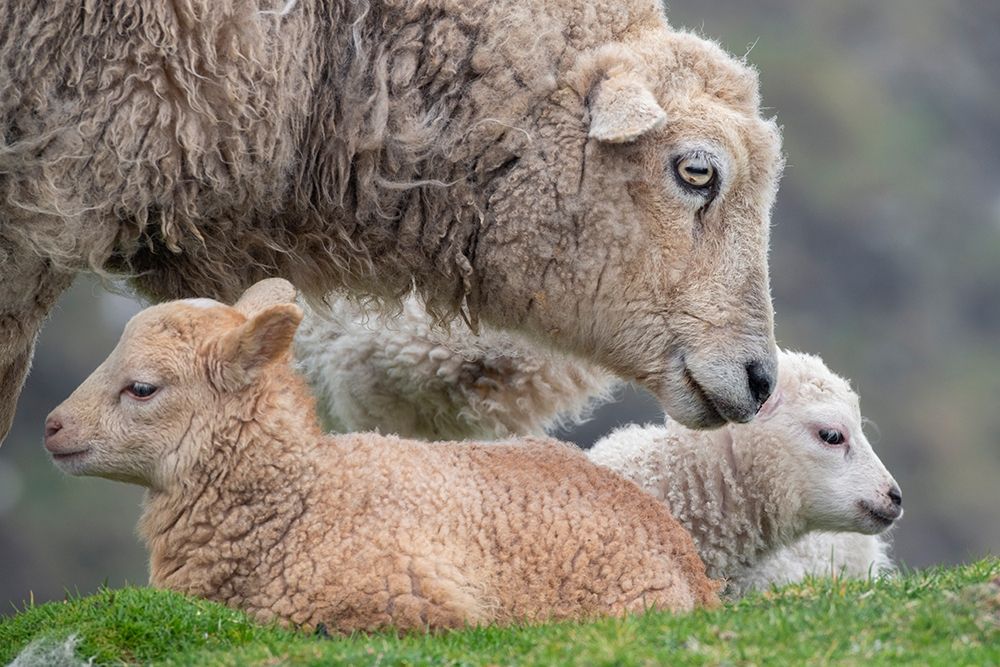 Great Britain-Shetland-Fair Isle Shetland sheep-ewe with lamb art print by Cindy Miller Hopkins for $57.95 CAD
