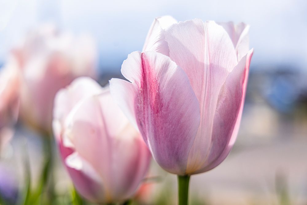 Amble, Morpeth, Northumberland, England. Purple tulips in the sun. art print by Emily M. Wilson for $57.95 CAD