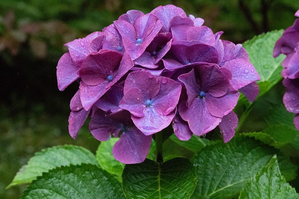 Big leaf hydrangea growing in the gardens of Dunvegan Castle in northern Isle of Skye art print by Mallorie Ostrowitz for $57.95 CAD