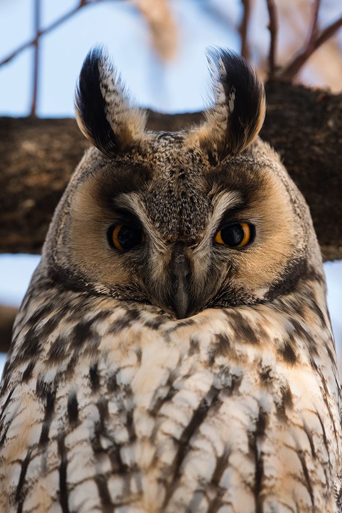 Long-eared owl-Asio otus-Kikinda-Serbia art print by Sergio Pitamitz for $57.95 CAD