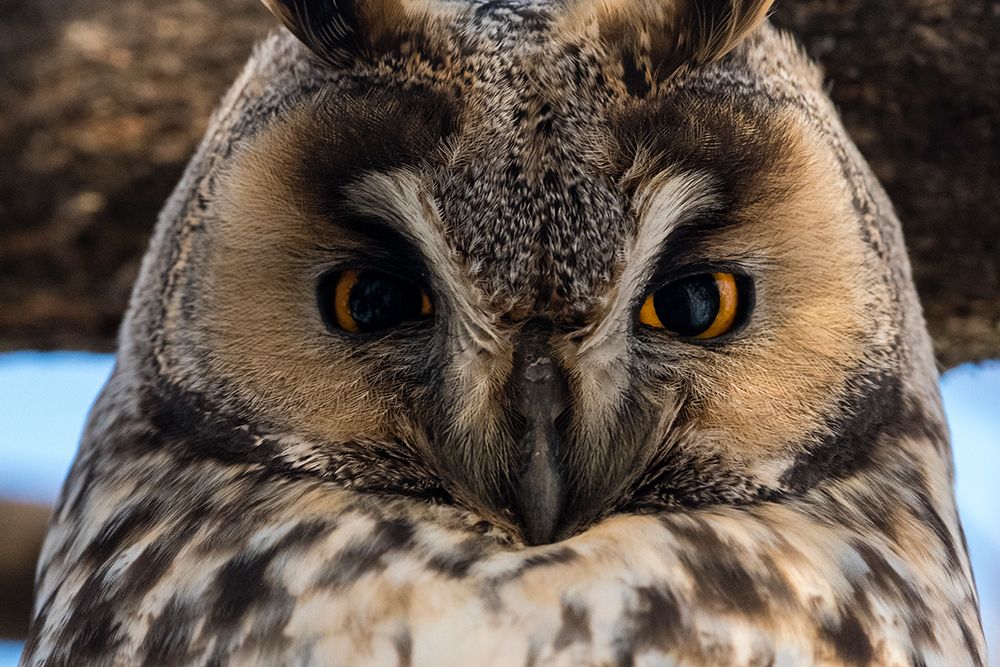 Long-eared owl-Asio otus-Kikinda-Serbia art print by Sergio Pitamitz for $57.95 CAD