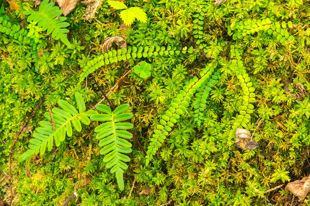 Slovenia, Soca River Valley, Triglav National Park. Close-up of ferns. art print by Jaynes Gallery for $57.95 CAD