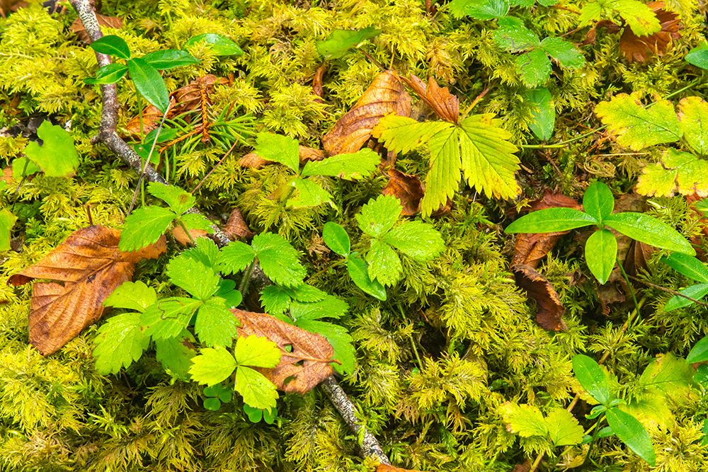 Slovenia, Triglav National Park. Close-up of vegetation on forest floor. art print by Jaynes Gallery for $57.95 CAD