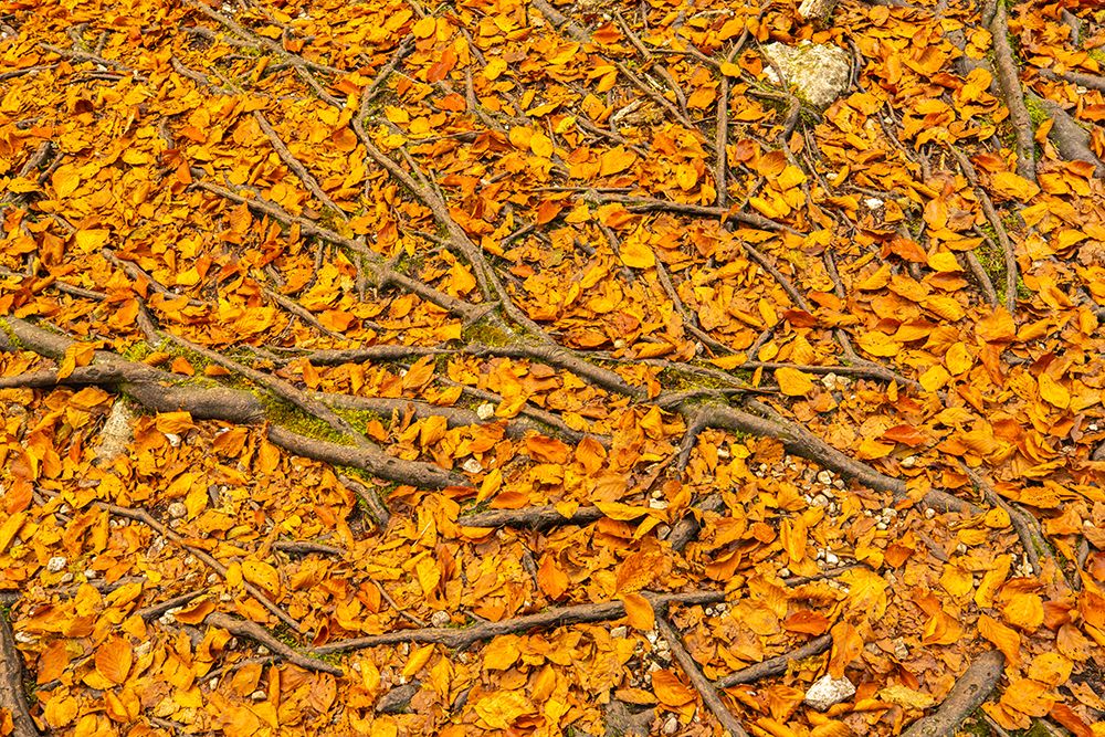 Slovenia, Triglav National Park. Close-up of fallen autumn leaves and tree roots. art print by Jaynes Gallery for $57.95 CAD