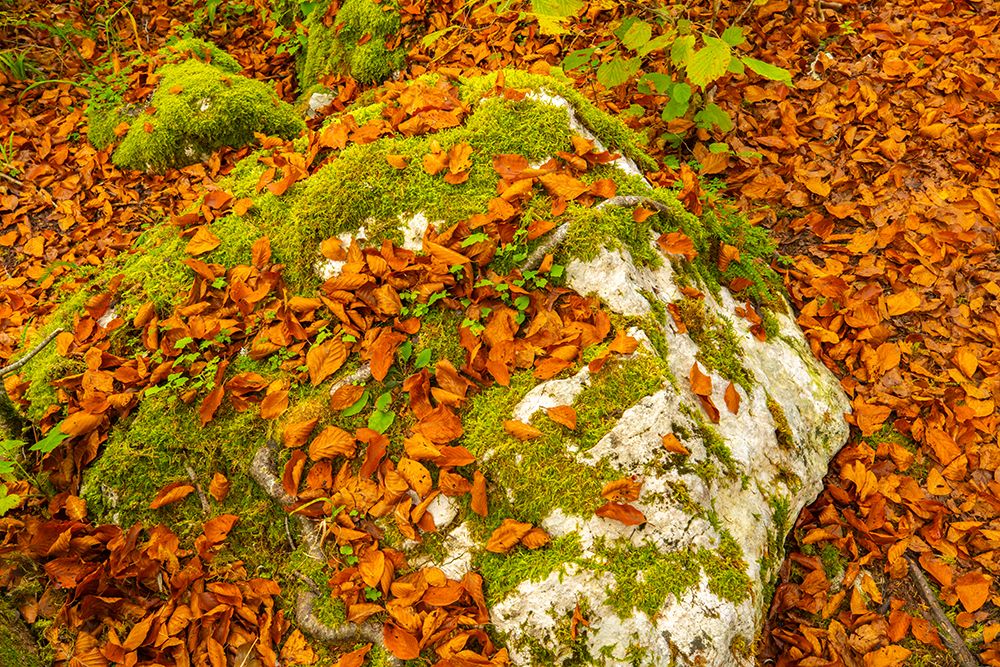 Slovenia, Triglav National Park. Close-up of fallen autumn leaves and moss rock on forest floor. art print by Jaynes Gallery for $57.95 CAD