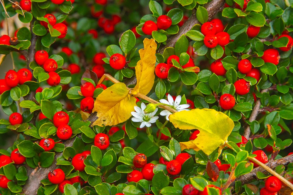 Slovenia, Soca River Valley, Triglav National Park. Close-up of red berries and flowers. art print by Jaynes Gallery for $57.95 CAD
