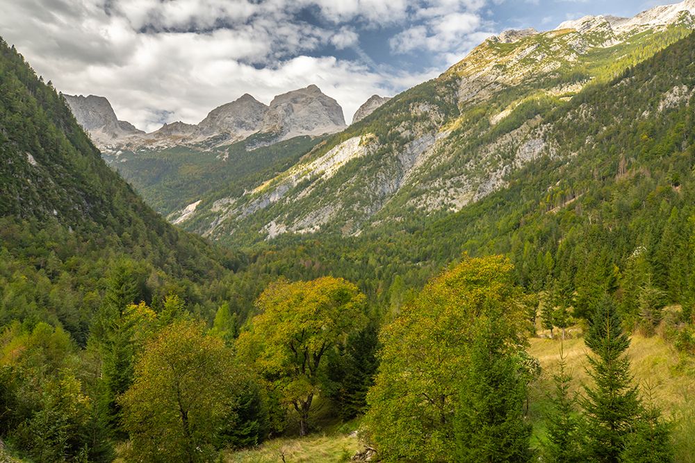 Slovenia, Triglav National Park. Landscape with forest and Julian Alps. art print by Jaynes Gallery for $57.95 CAD