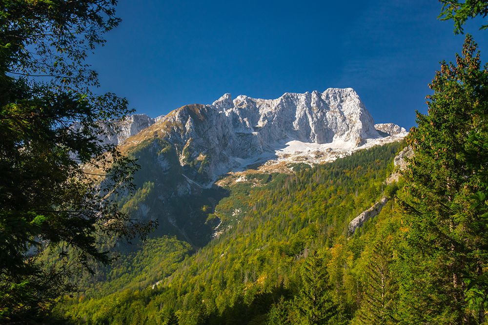 Slovenia, Triglav National Park. Landscape with forest and Julian Alps. art print by Jaynes Gallery for $57.95 CAD