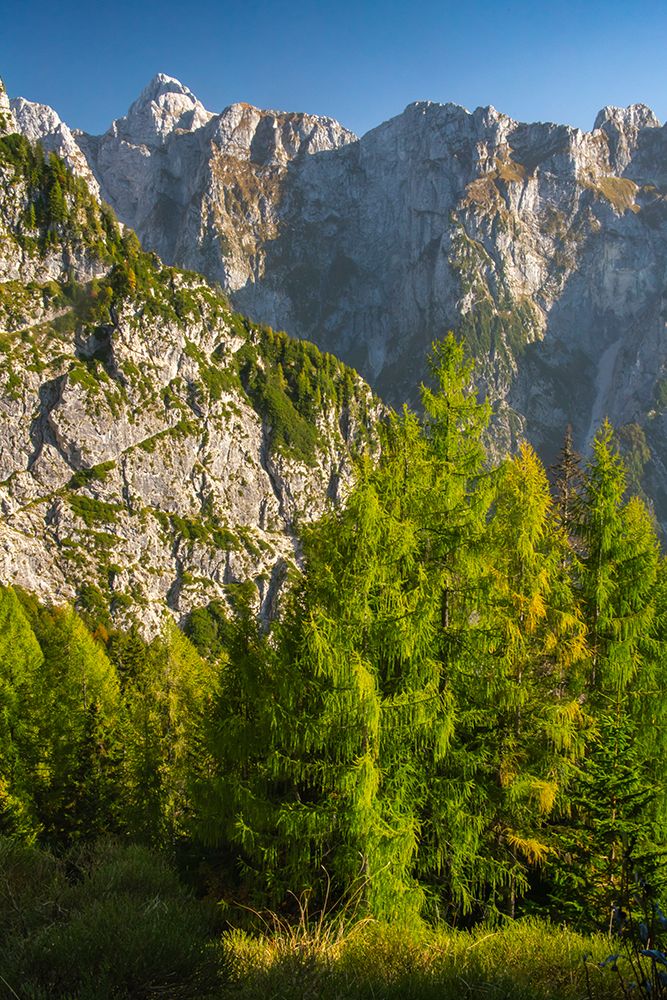 Slovenia, Triglav National Park. Landscape with forest and Julian Alps. art print by Jaynes Gallery for $57.95 CAD
