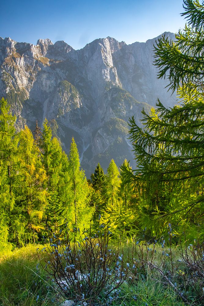Slovenia, Triglav National Park. Landscape with forest and Julian Alps. art print by Jaynes Gallery for $57.95 CAD