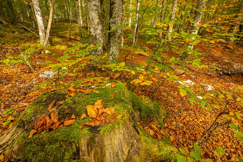Slovenia, Triglav National Park, Vrata Valley. Fallen autumn leaves in forest. art print by Jaynes Gallery for $57.95 CAD